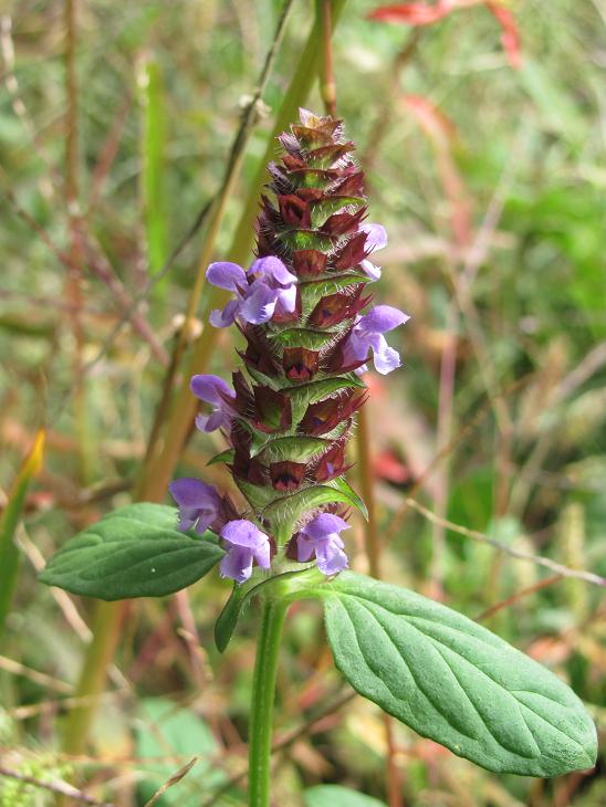 Prunella vulgaris